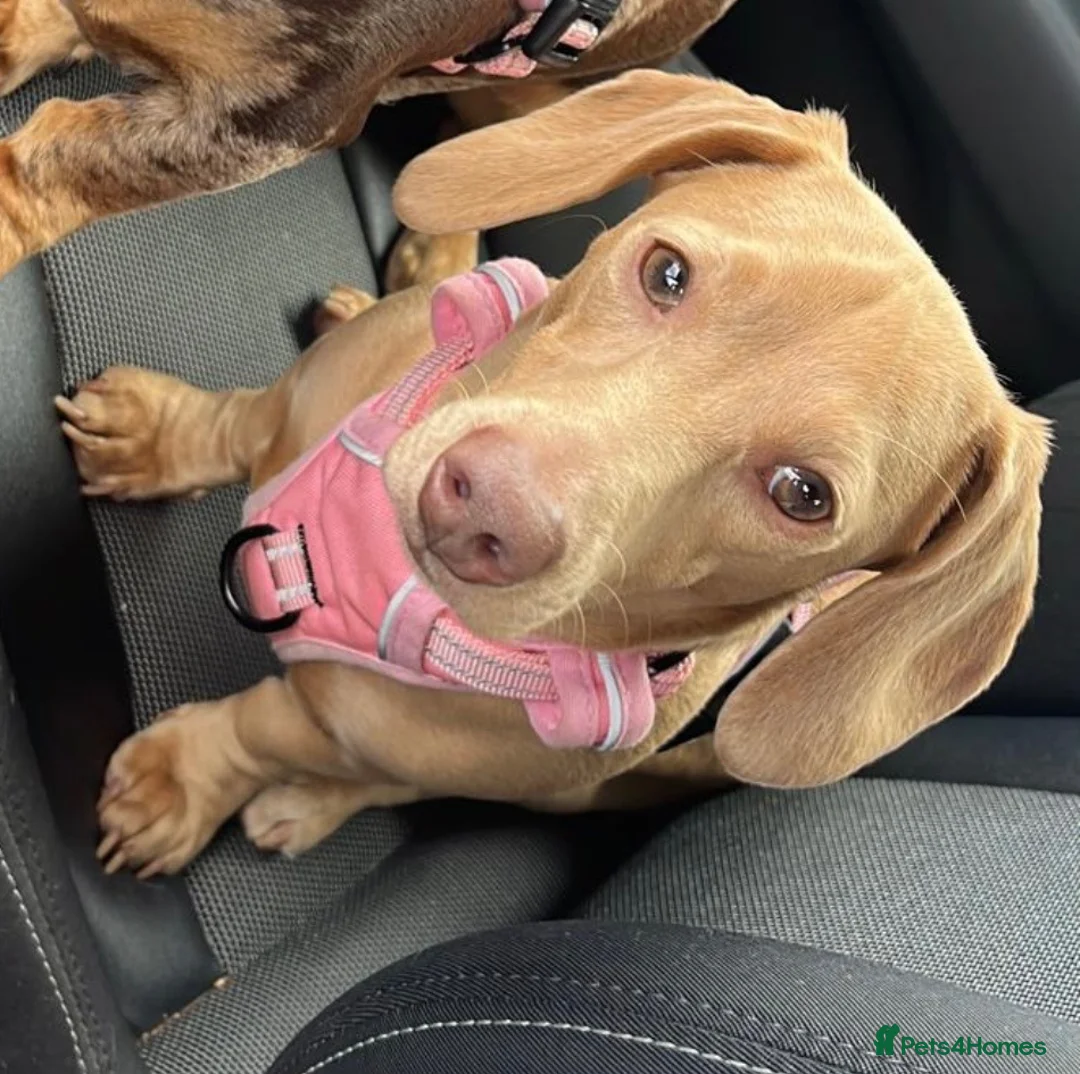 Miniature Dachshund dogs for sale: Beautiful Miniature Dachshund Puppies - 2 💙  1🩷  - Advert 2