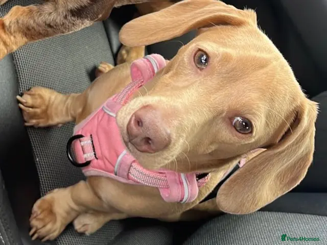 Miniature Dachshund dogs for sale: Beautiful Miniature Dachshund Puppies - 2 💙 1🩷 - Advert 2