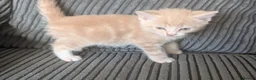 Domestic Shorthair cats for sale: 8 week old kittens - Advert 11