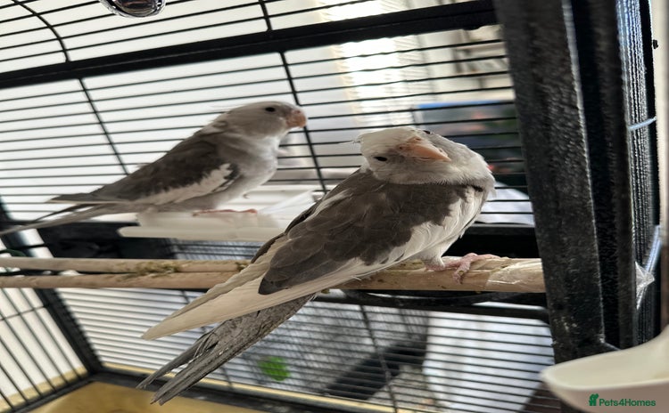 Cockatiels birds - Advert 2