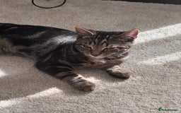 Mixed Breed cats for sale: 18 week old tabby male kitten - Image 2