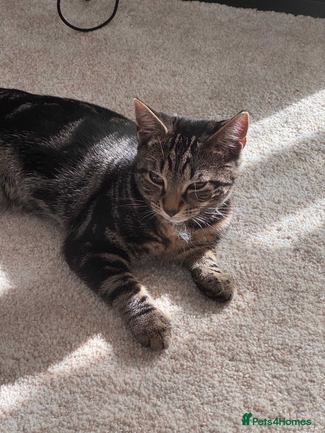 Mixed Breed cats for sale: 18 week old tabby male kitten - Image 2