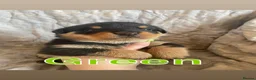Rottweiler dogs for sale: Big chunky litter of 9 puppies - Advert 9