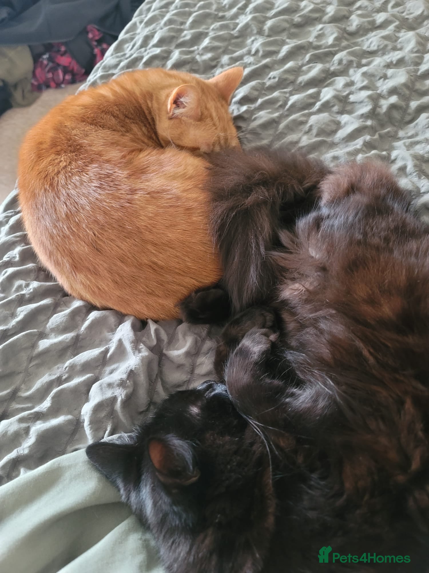 British Shorthair cats 2x tabby cats - Advert 1
