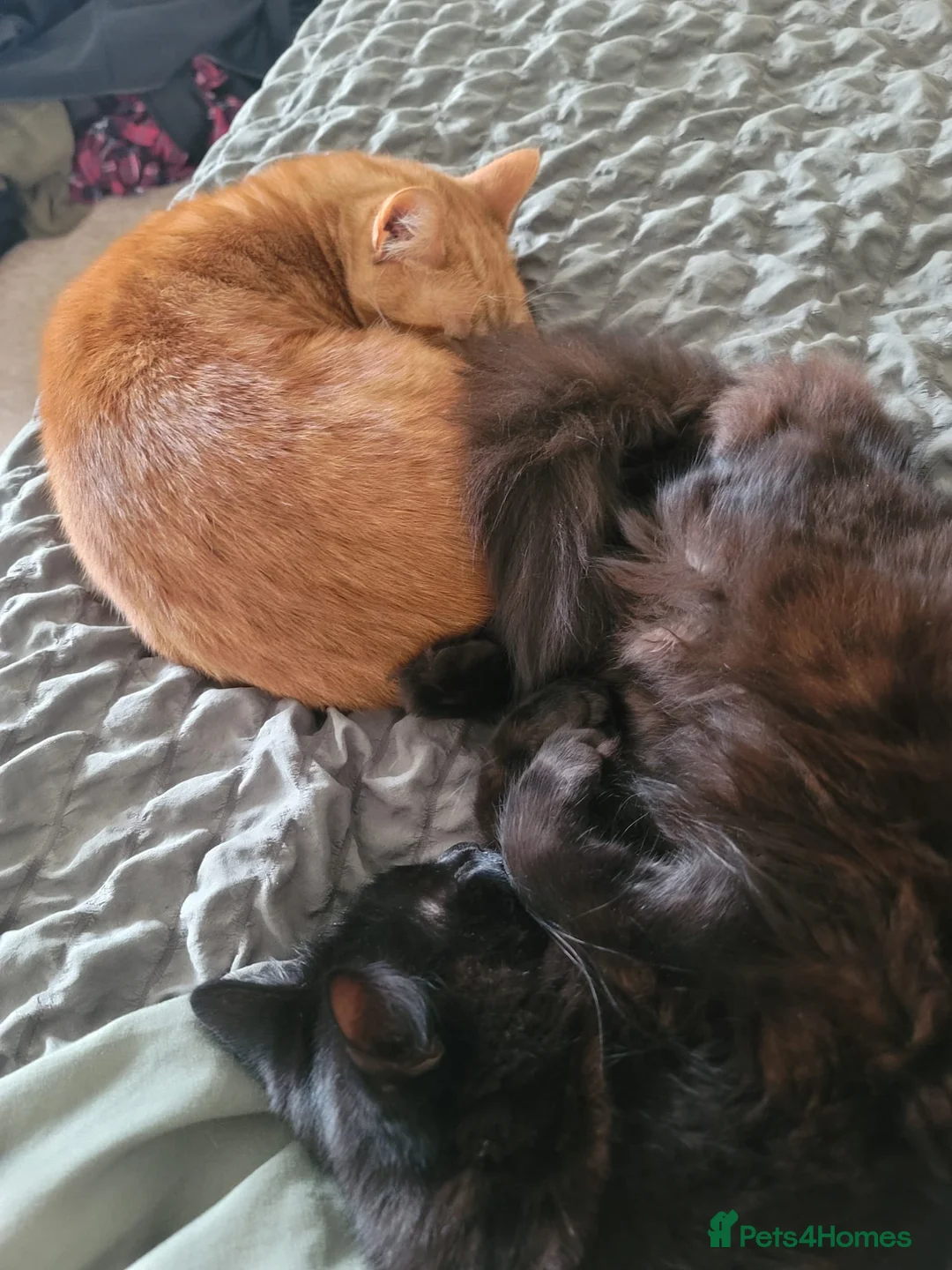British Shorthair cats for sale: 2x tabby cats in Poole - Advert 1