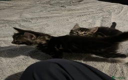 Domestic Shorthair cats for sale: 5 kittens on sale - Image 3