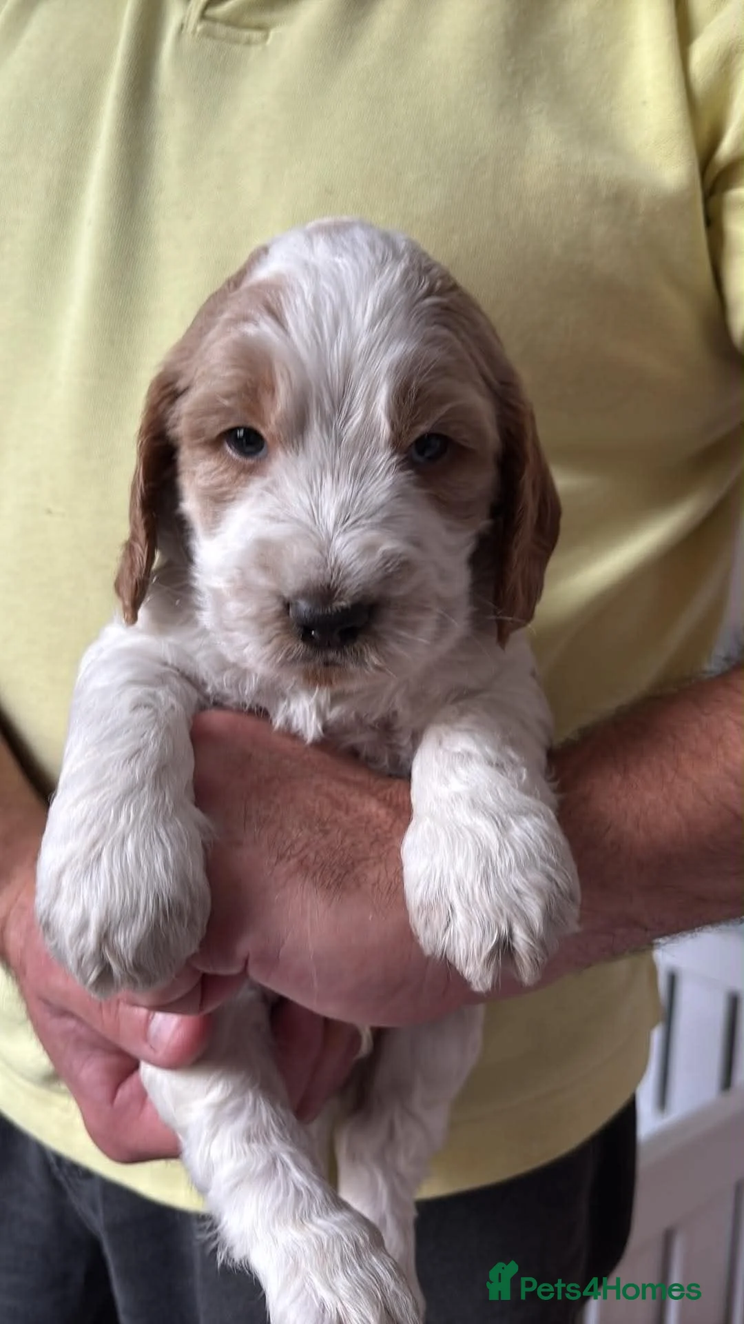 Cockapoo dogs for sale: Beautiful Cockerpoo Puppies.  - Advert 20