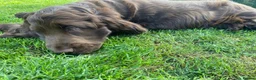 Cocker Spaniel dogs for sale: 100%show cocker spaniel kc reg   - Advert 5