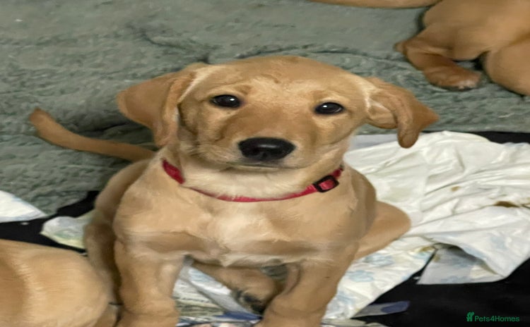 Labrador Retriever dogs Beautiful kc reg Labrador pups - Advert 15