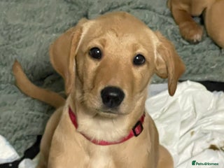 Labrador Retriever dogs Beautiful kc reg Labrador pups - Advert 11