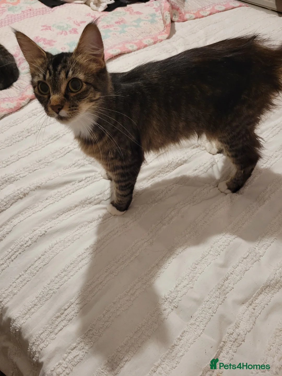 Mixed Breed cats for sale: Loving mixed breed kittens - Advert 1