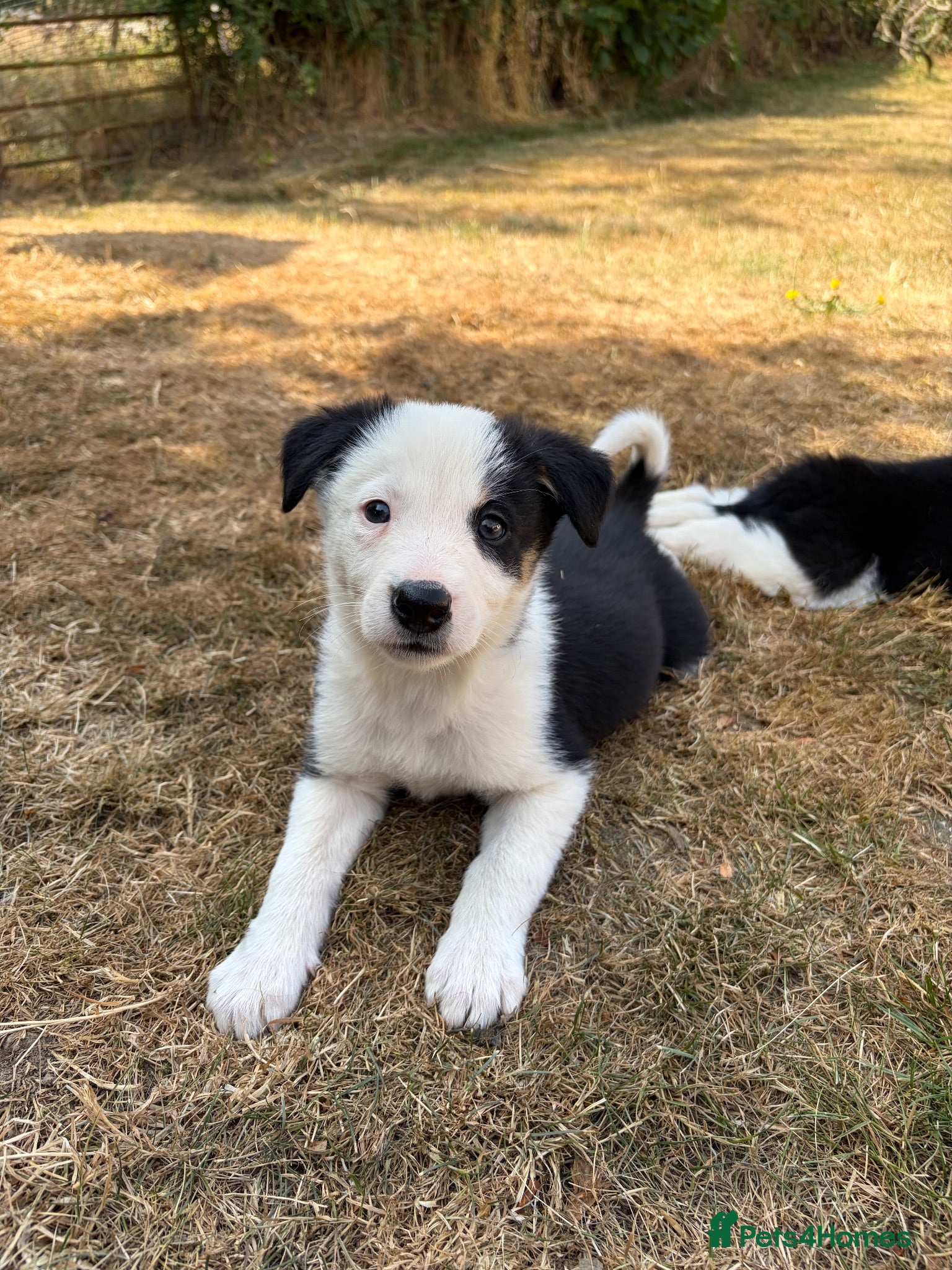 Border Collie dogs Border collie puppies for sale  - Advert 1