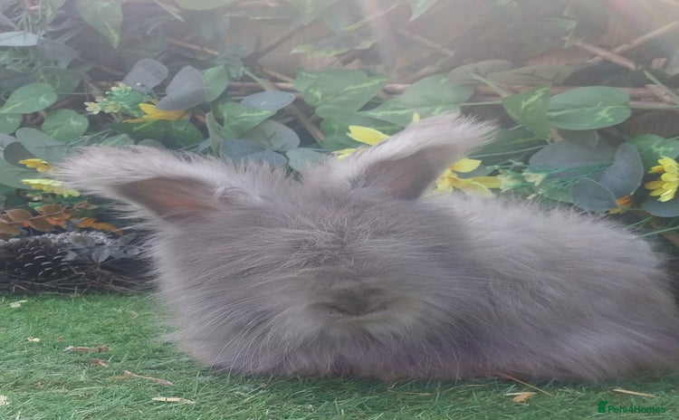 Angora rabbits - Advert 1