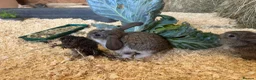 French Lop rabbits for sale: Pure breed Baby Giant French Lops Rabbits - Advert 15