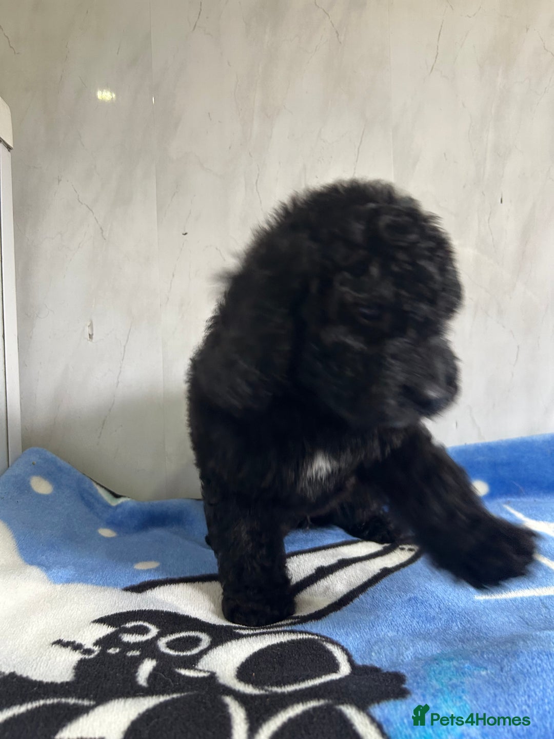 Cockapoo dogs for sale: Beautiful cockapoos - Advert 7