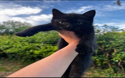 British Shorthair cats for sale: Kittens for forever homes - Image 7