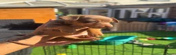 Jack Russell dogs for sale: Miniature Jack Russell puppy’s for sale  - Advert 15