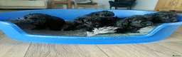 Mixed Breed dogs for sale: Bedlington/Patterdale - Advert 2