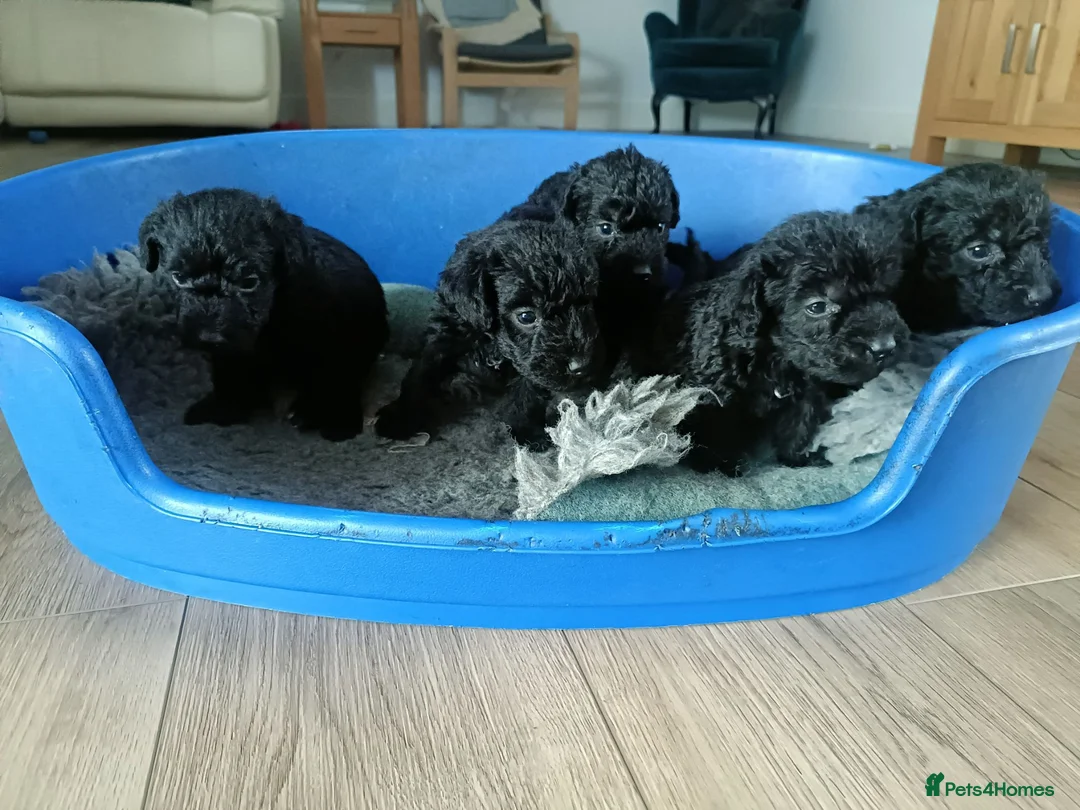 Mixed Breed dogs for sale: Bedlington/Patterdale - Advert 2