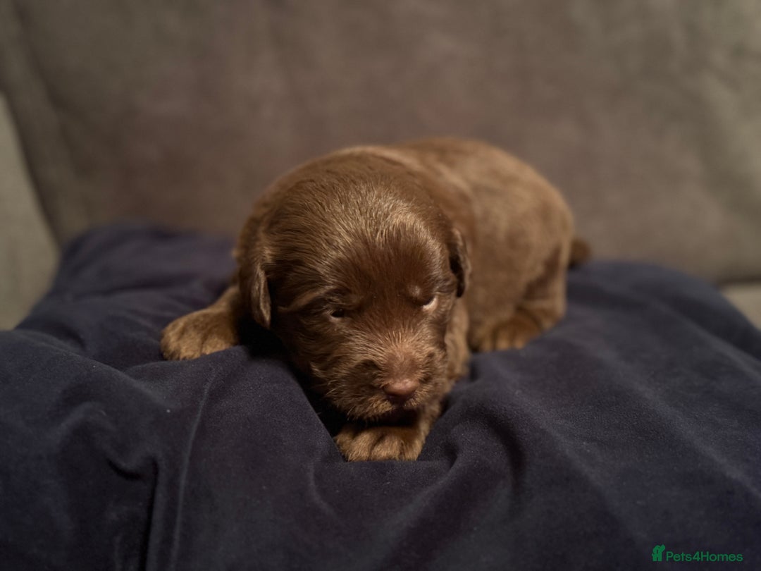 Labradoodle dogs for sale:  Rare Merle Labradoodle Puppies ready 25/10/25 - Image 30