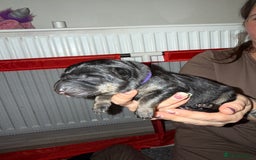 German Shepherd dogs for sale: German shepard  pups  - Image 5
