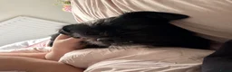 Mixed Breed dogs for sale: Dexter - Advert 5