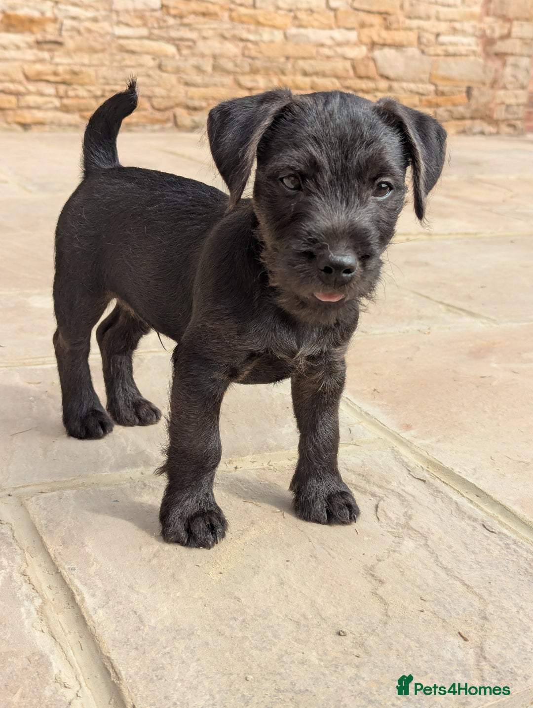 Patterdale Terrier dogs for sale: Patterdale Terrier Puppy - Image 5