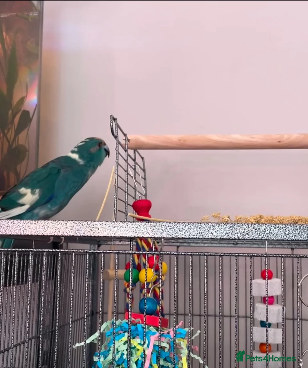 Mixed Breed birds for sale: 1 year old male kakariki in Huddersfield - Advert 8