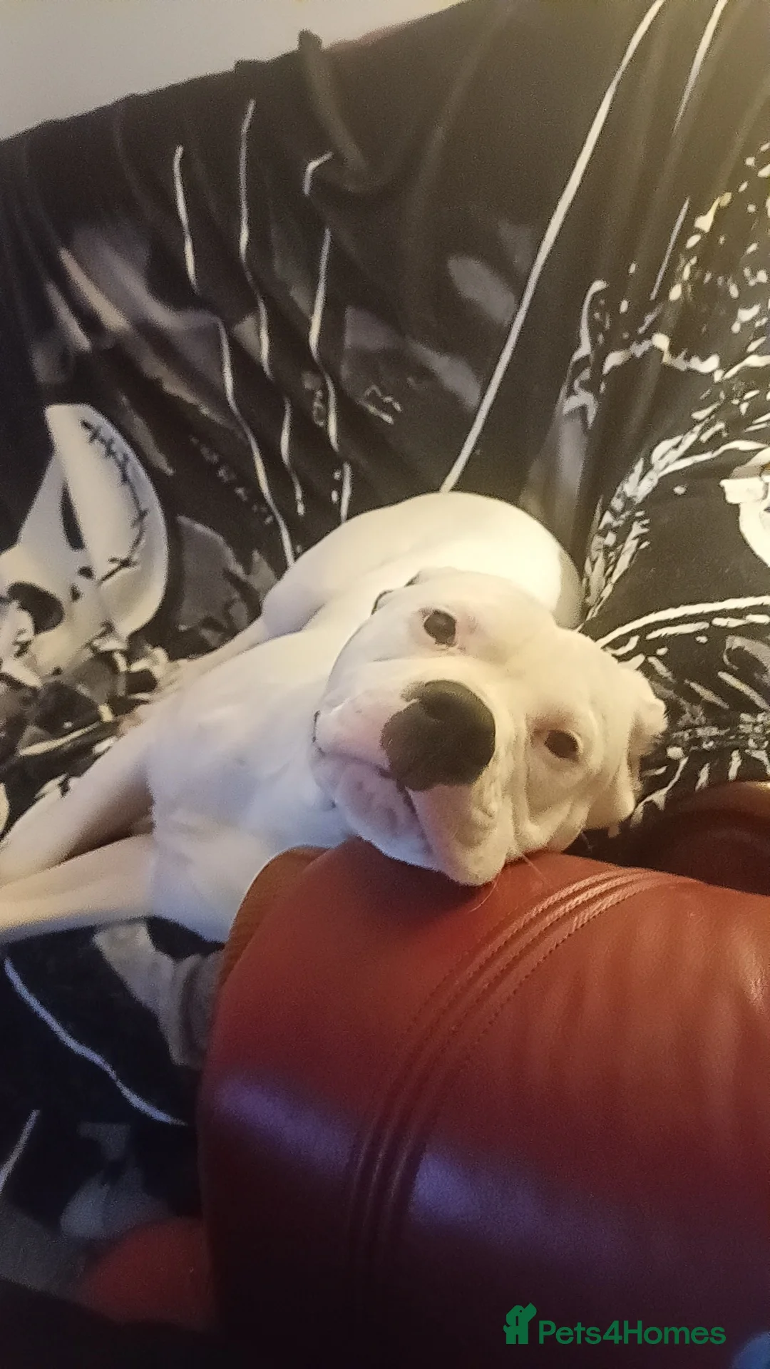 Mixed Breed dogs for sale: Zero - American Bully x Staffy - Advert 7