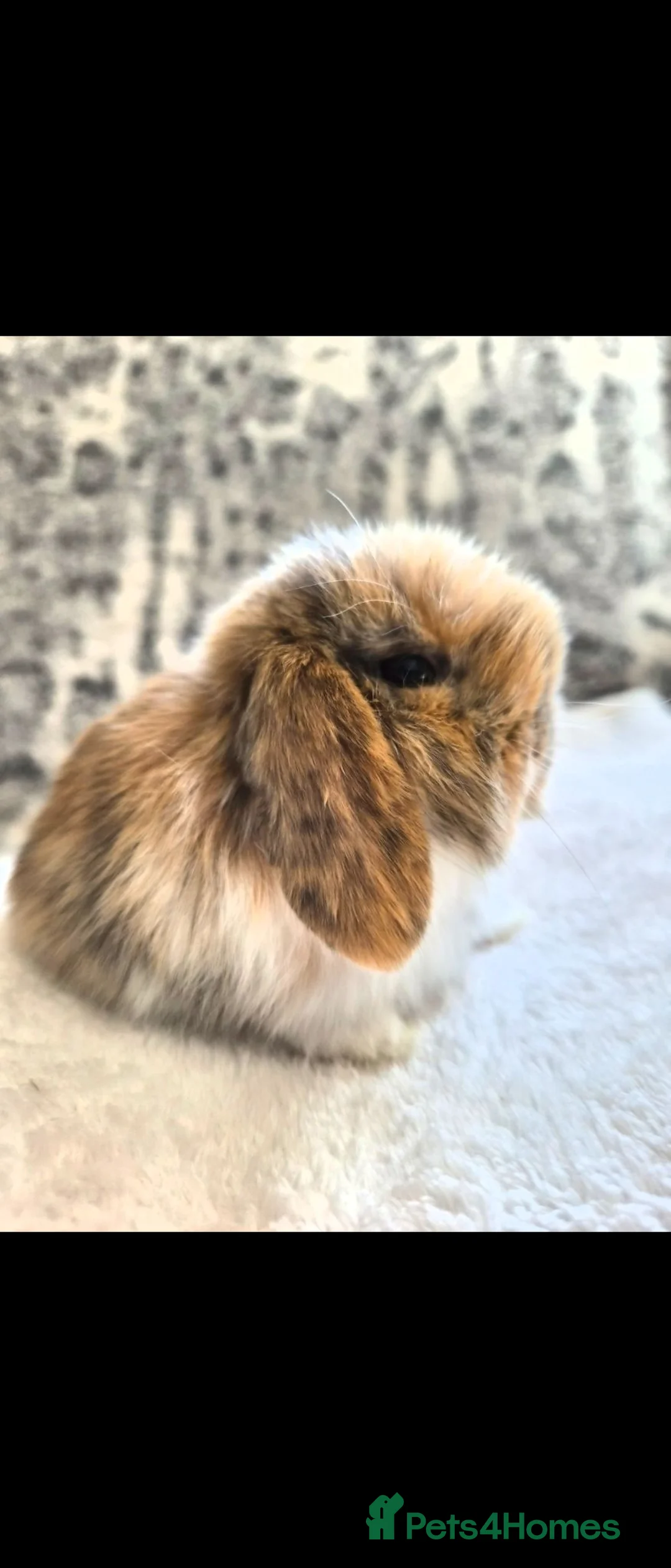 Mini Lop rabbits for sale: Tri mantle Baby boy and Charlie girl XX Sold XX - Advert 2