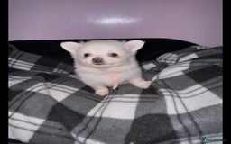 Pomchi dogs for sale: For sale girl Pomchis - Image 2