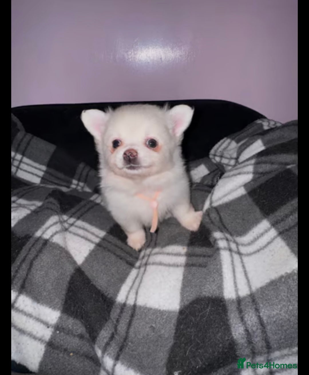 Pomchi dogs for sale: For sale girl Pomchis - Image 2