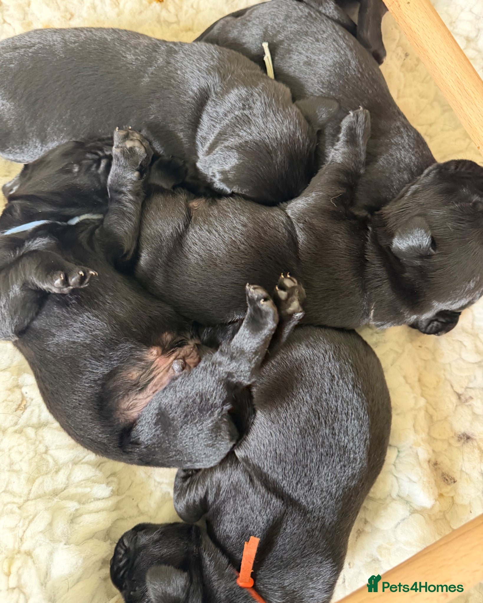 Labrador Retriever dogs Waiting List Now Open for Exceptional Litter - Advert 2