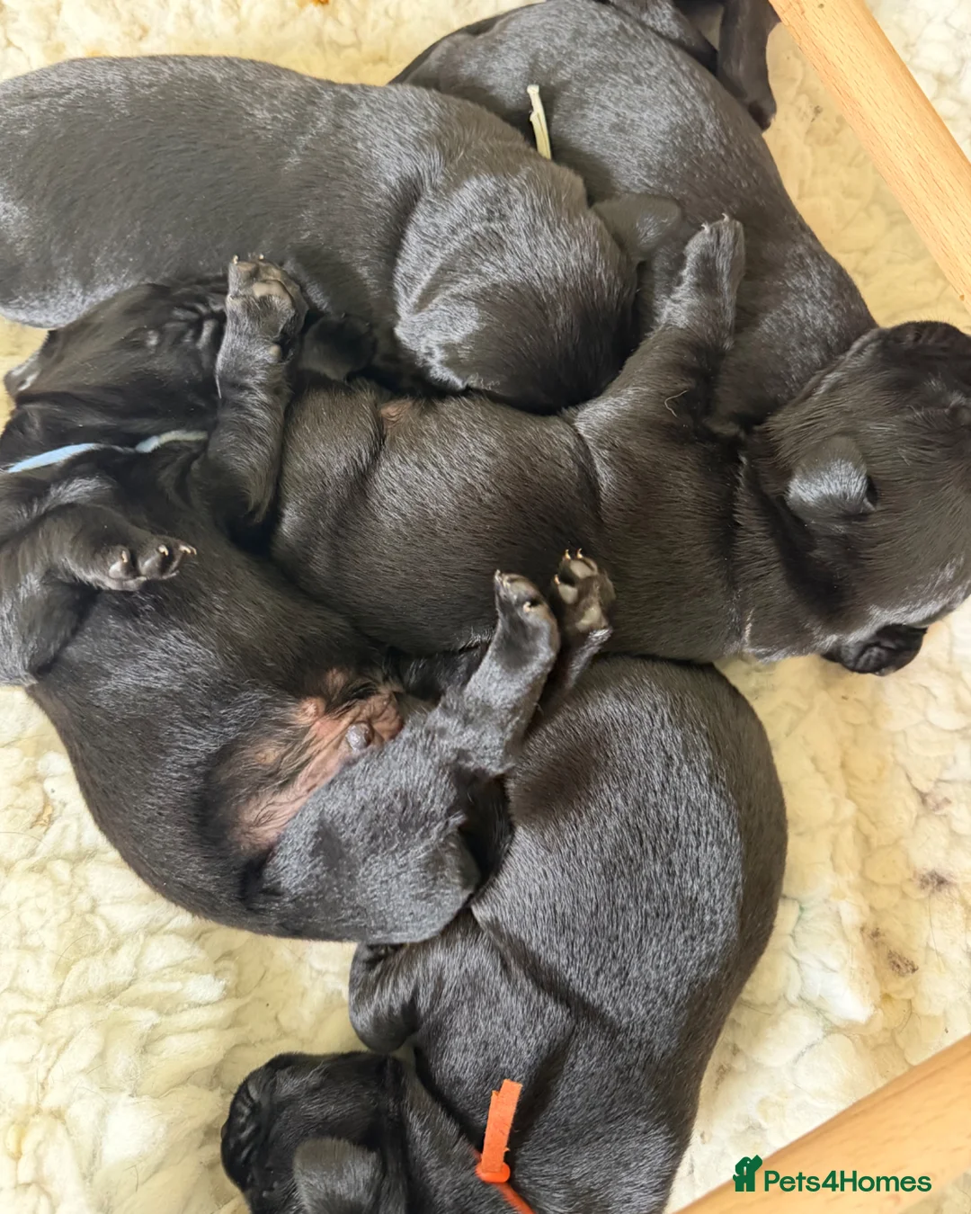 Labrador Retriever dogs for sale: Waiting List Now Open for Exceptional Litter - Advert 2