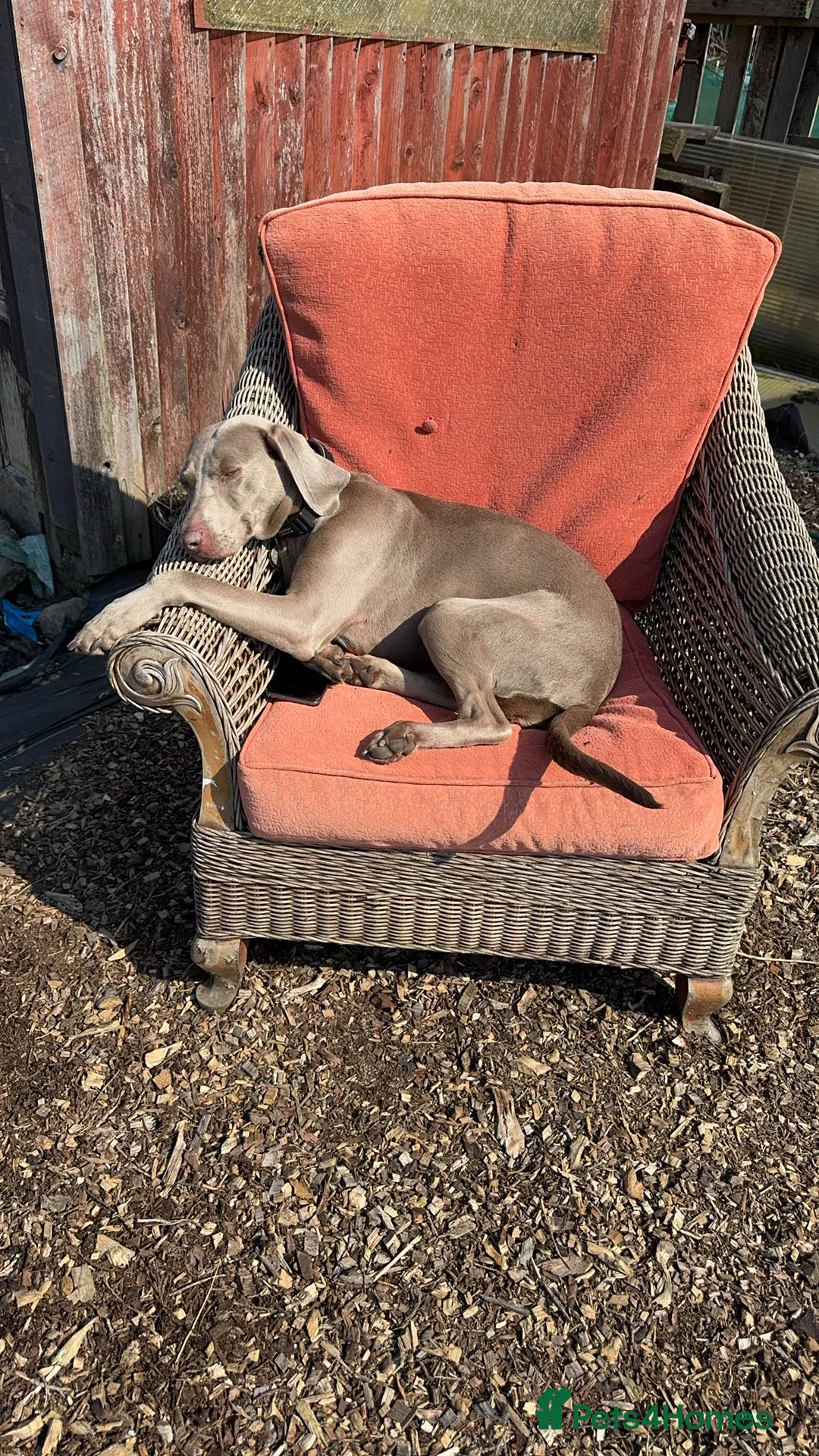 Weimaraner dogs for sale: Weimerner  in Sheffield - Advert 15