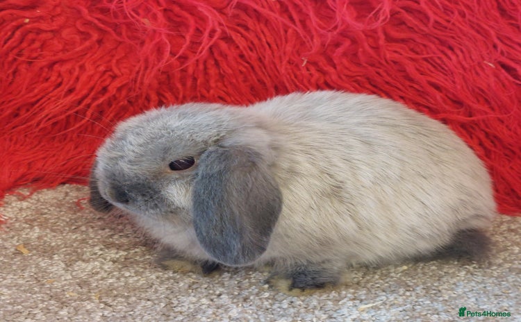 Mini Lop rabbits for sale - Advert 4