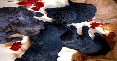Mixed Breed dogs - Advert 3