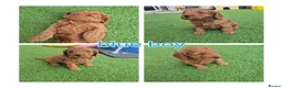 Cockapoo dogs for sale: F1 cockapoo puppies  - Advert 2