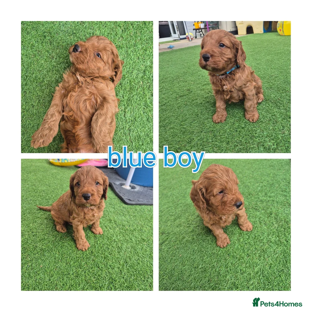 Cockapoo dogs for sale: F1 cockapoo puppies  - Advert 2