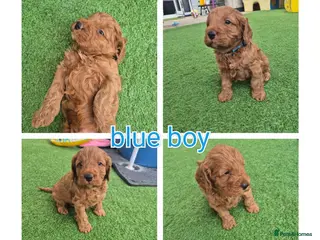 Cockapoo dogs F1 cockapoo puppies - Advert 1