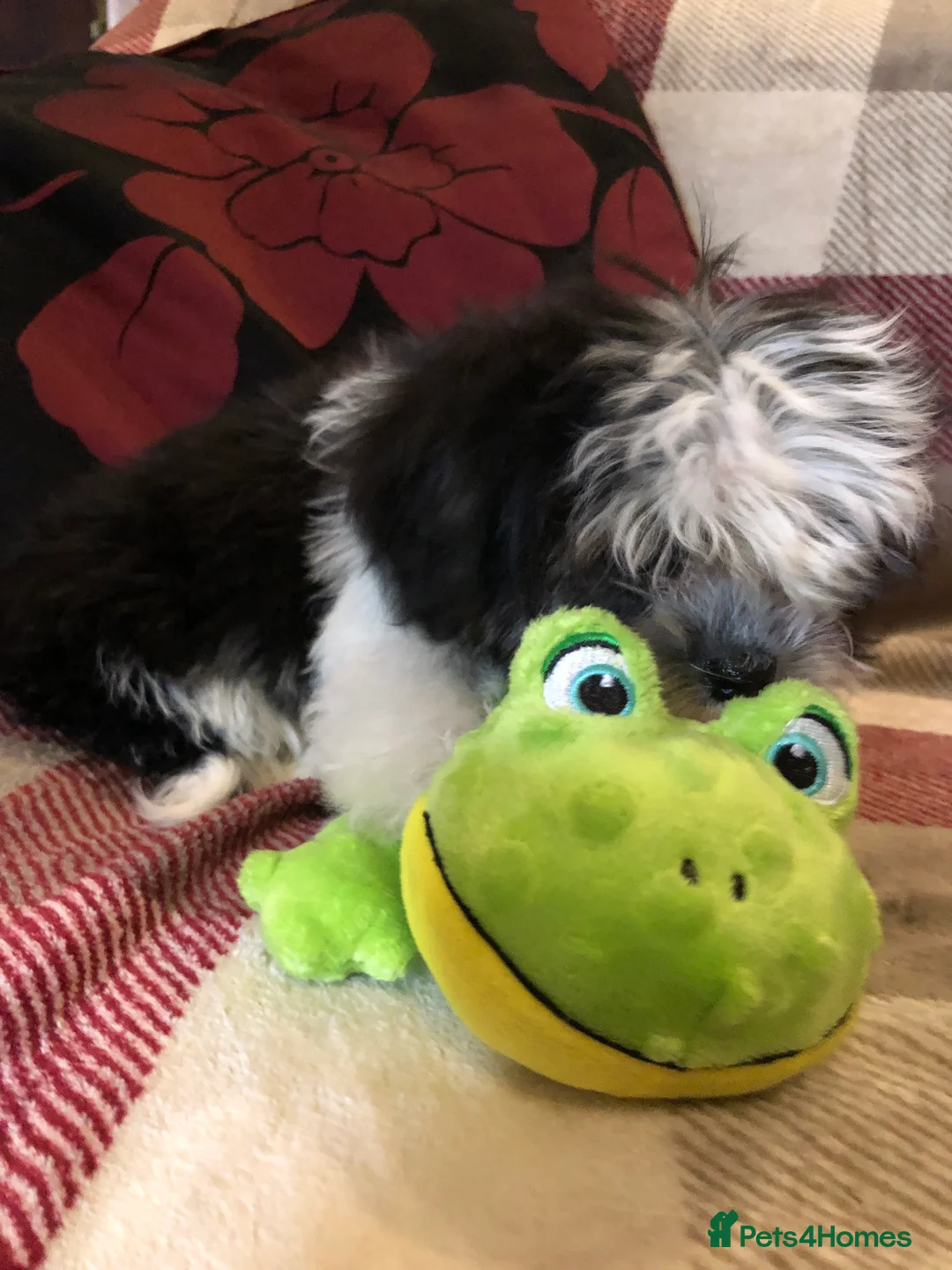 Malshi dogs for sale: shihtzu x maltese puppies for sale - Advert 7