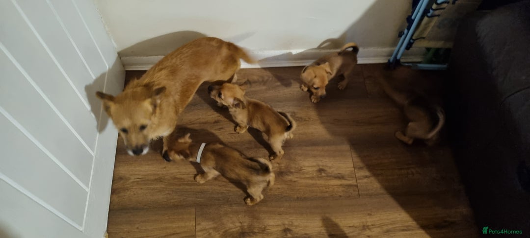 Mixed Breed dogs for sale: Mixed terrier puppy's for sale, 2 boys, 1 girl - Advert 4