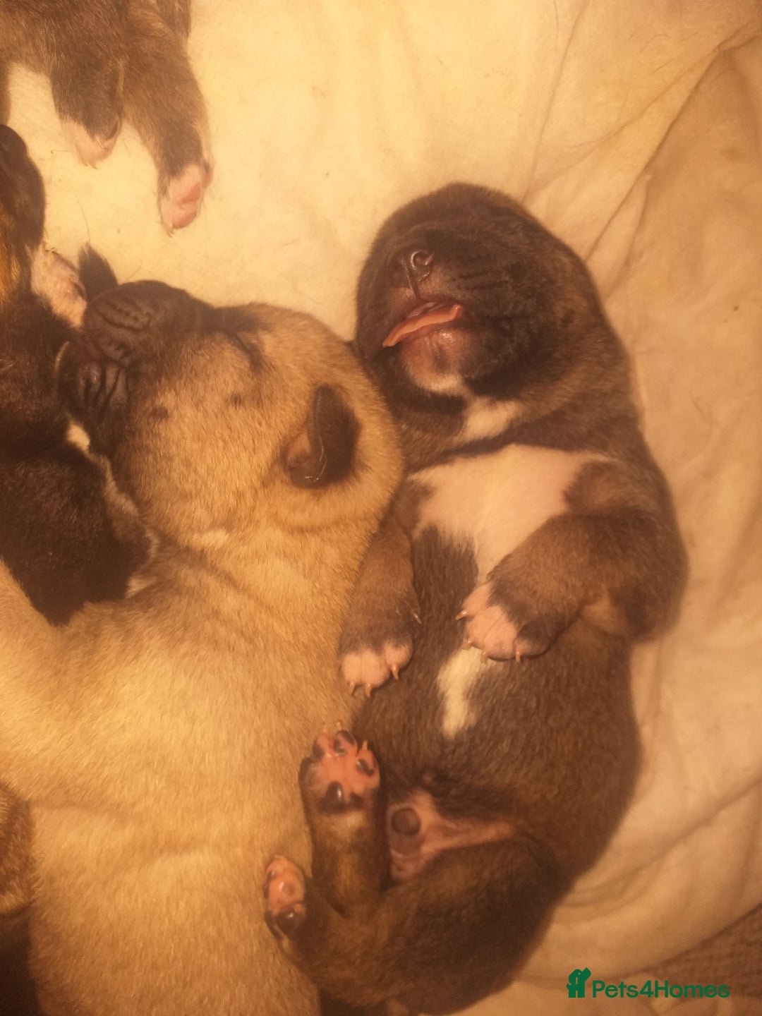 Mixed Breed dogs for sale: Cane corso x American akita cross for sale  - Image 2