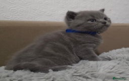 British Shorthair cats for sale: Beautiful BSH Kittens  - Advert 29