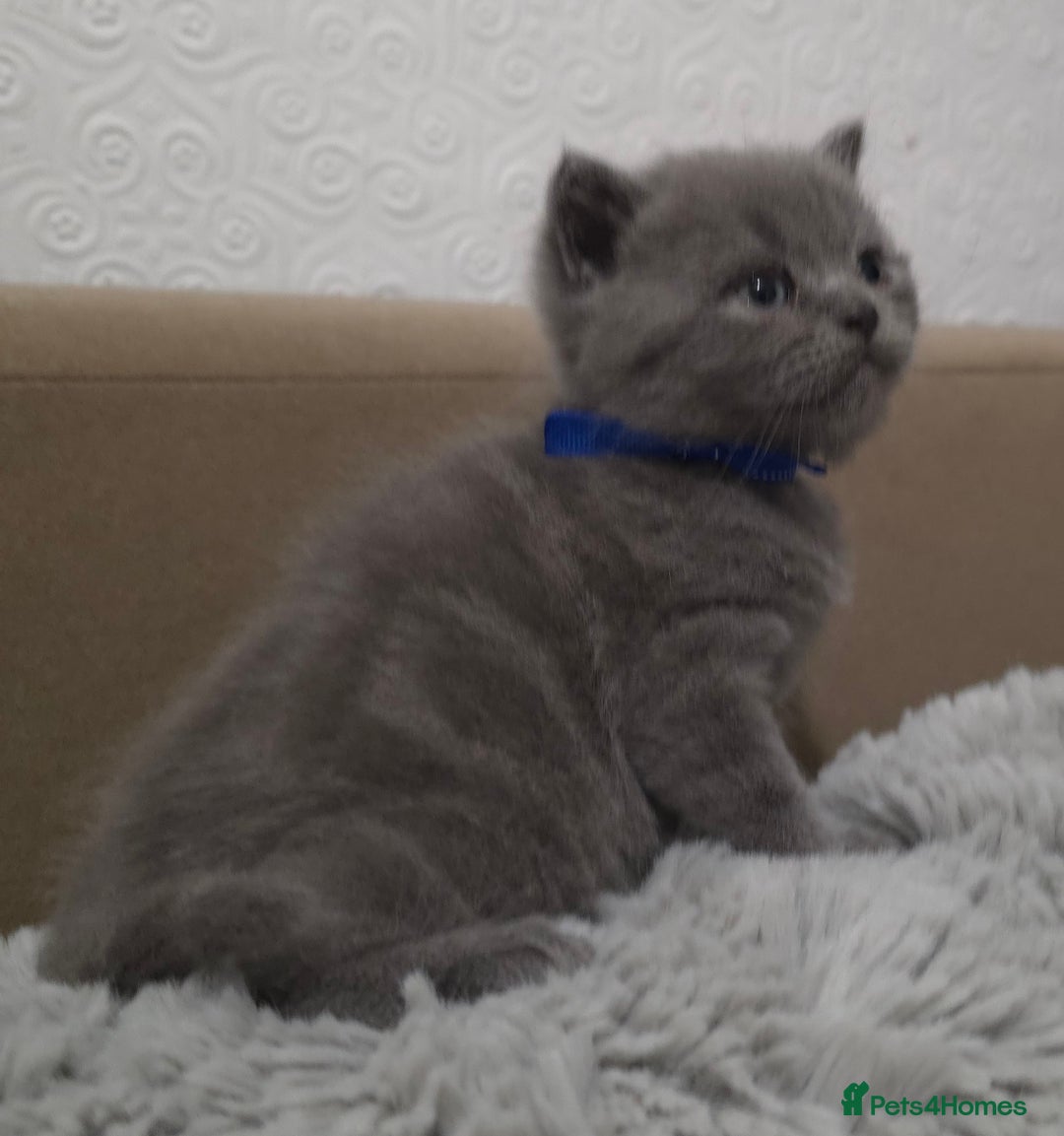 British Shorthair cats for sale: Beautiful BSH Kittens  - Advert 29