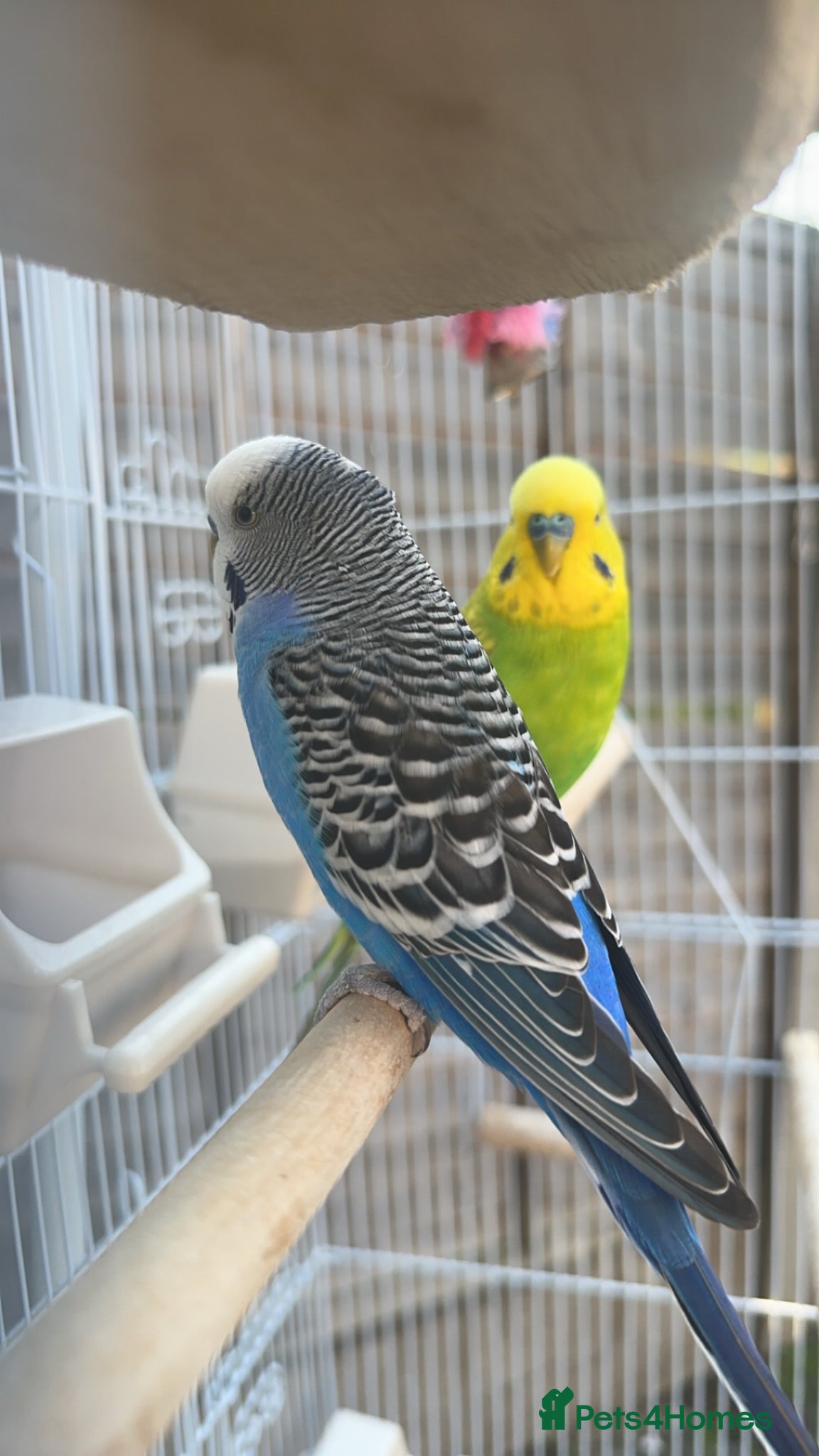 Budgerigars birds Budgies for sale!! - Advert 2
