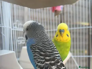 Budgerigars birds Budgies for sale!! - Advert 2
