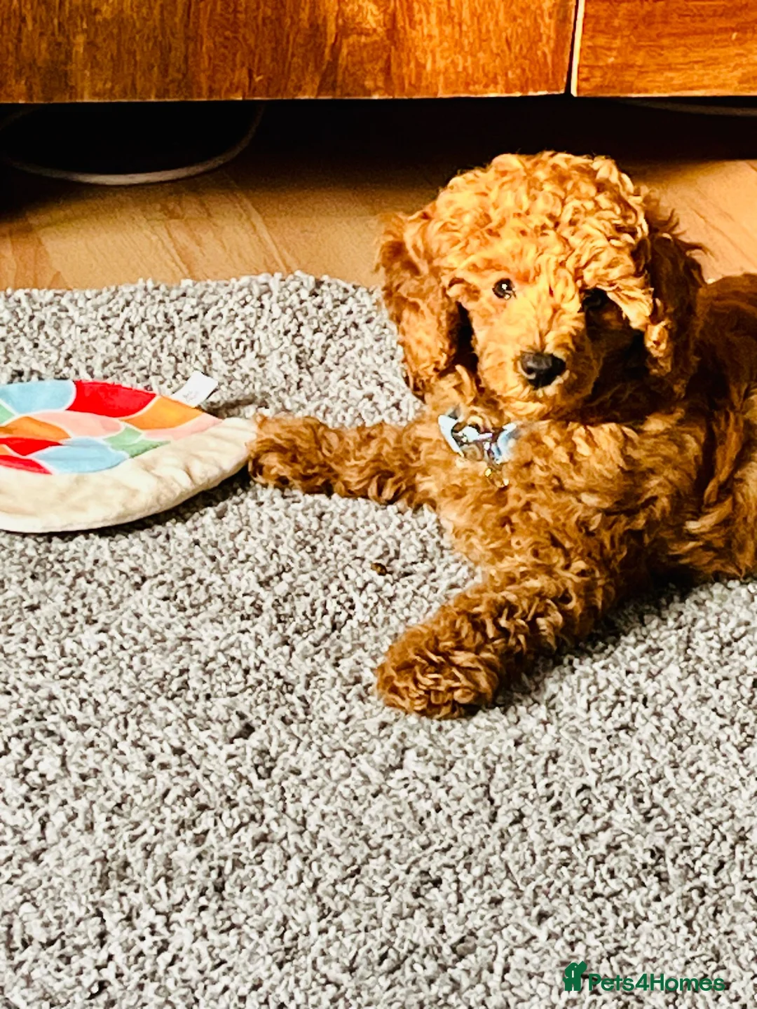Miniature Poodle dogs for stud: Miniature red poodle stud  in Maidstone - Advert 12