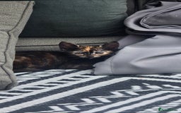 British Shorthair cats for sale: ***150***ONO Beautiful kittens need a new home. - Image 13