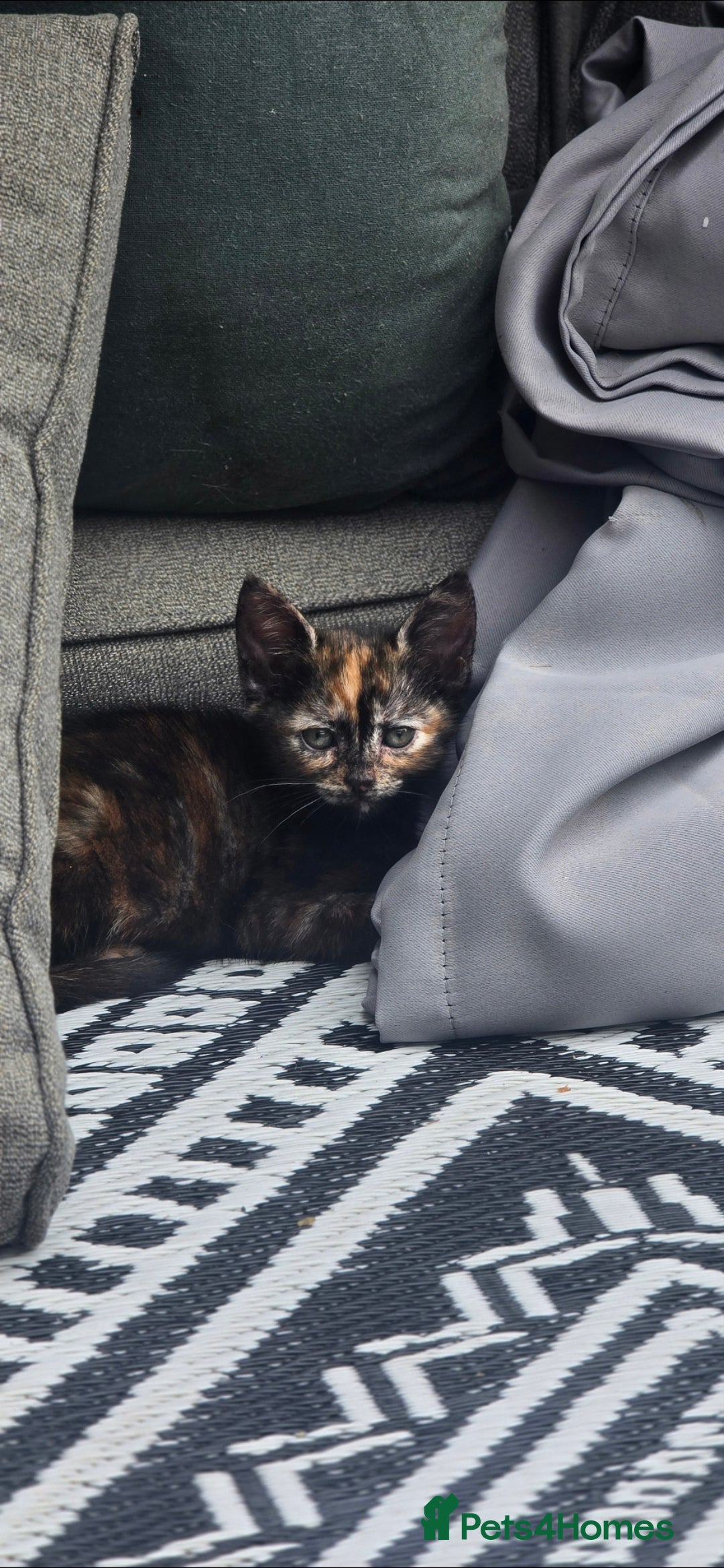 British Shorthair cats for sale: ***150***ONO Beautiful kittens need a new home. - Image 13